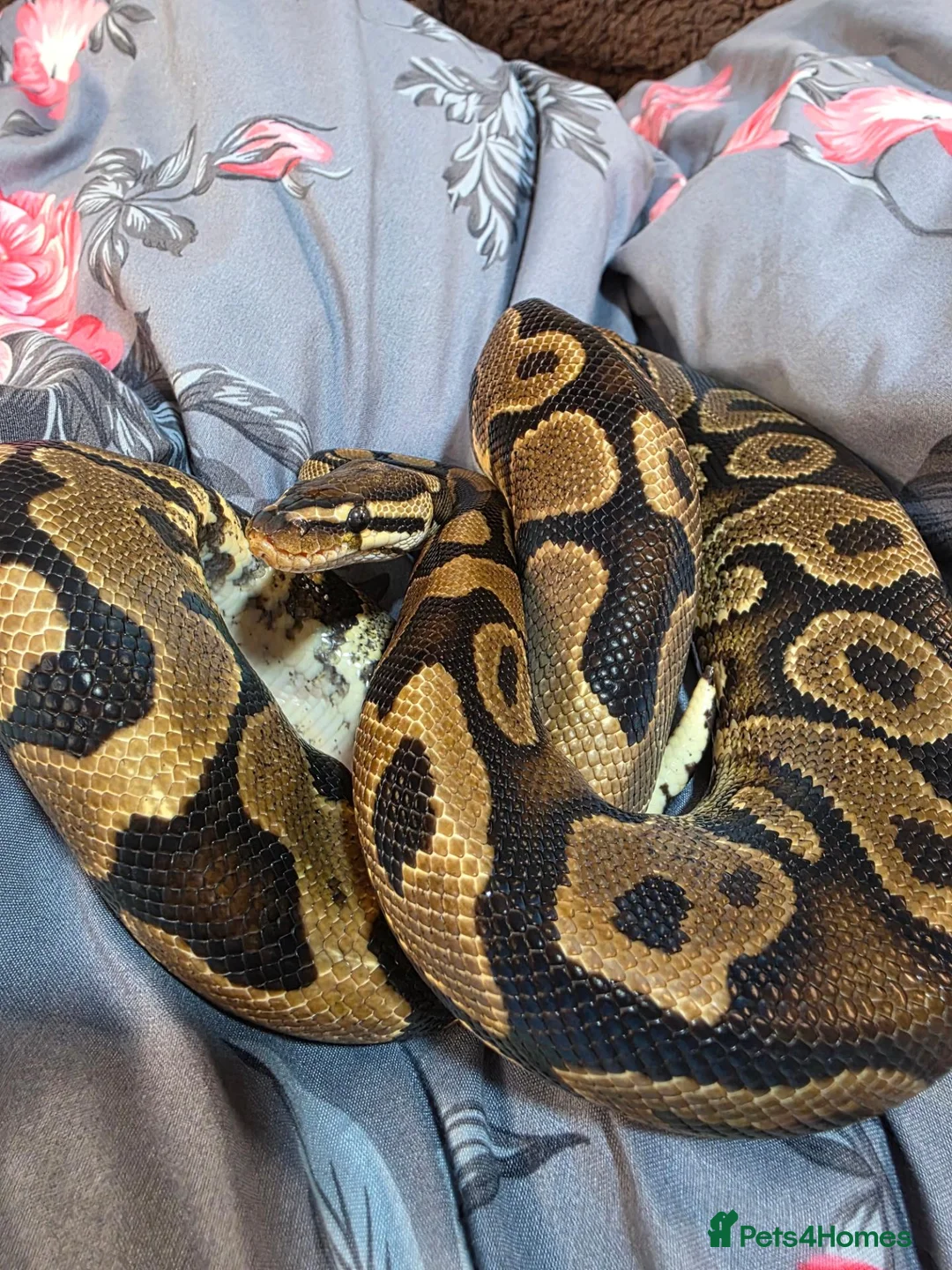 Python Snake reptiles for sale: Proven YB female ball python  - Advert 2