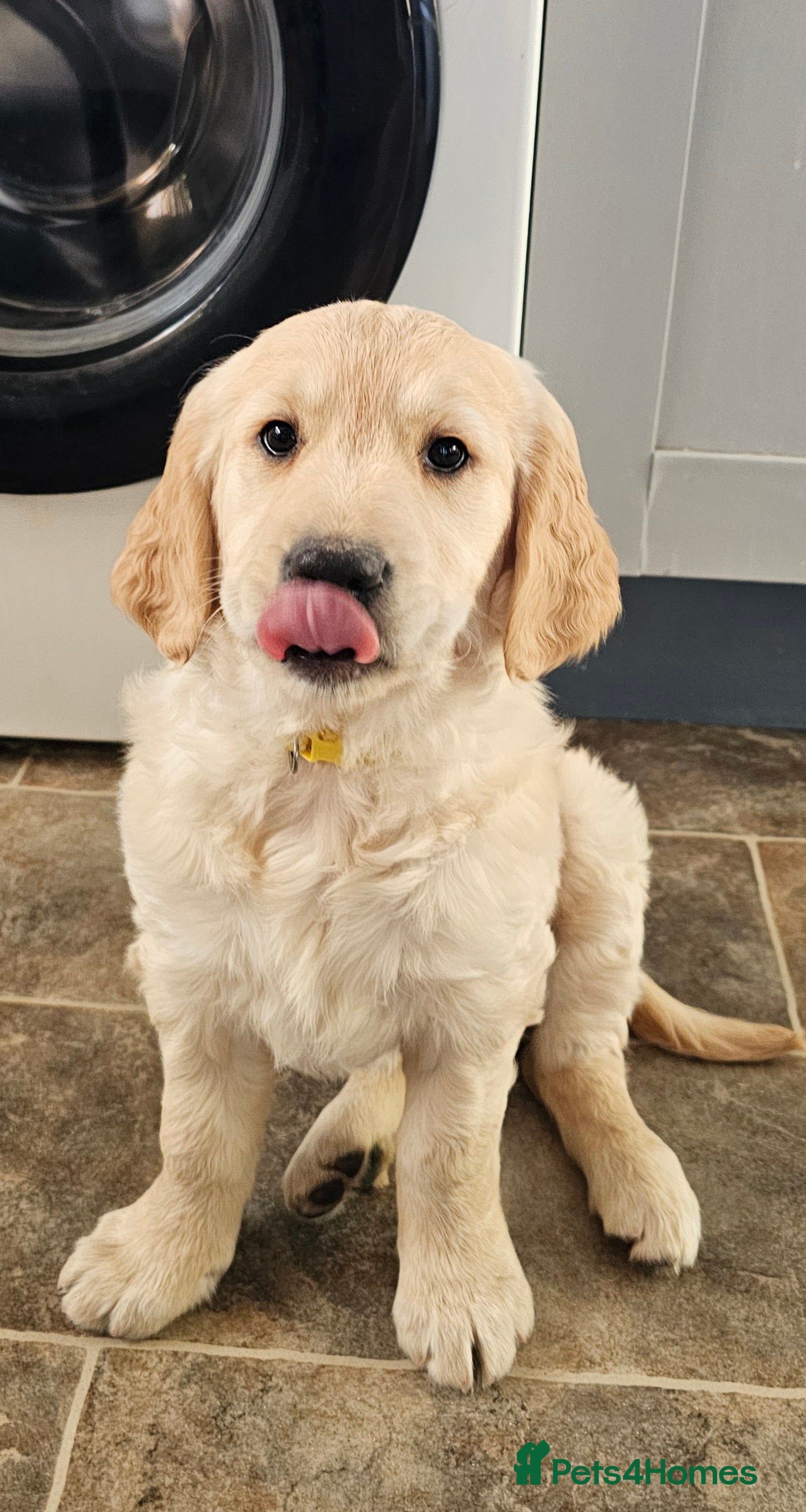 Golden Retriever dogs Last cheeky monkey! READY TO LEAVE NOW - Advert 4