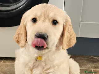 Golden Retriever dogs Last cheeky monkey! READY TO LEAVE NOW - Advert 3