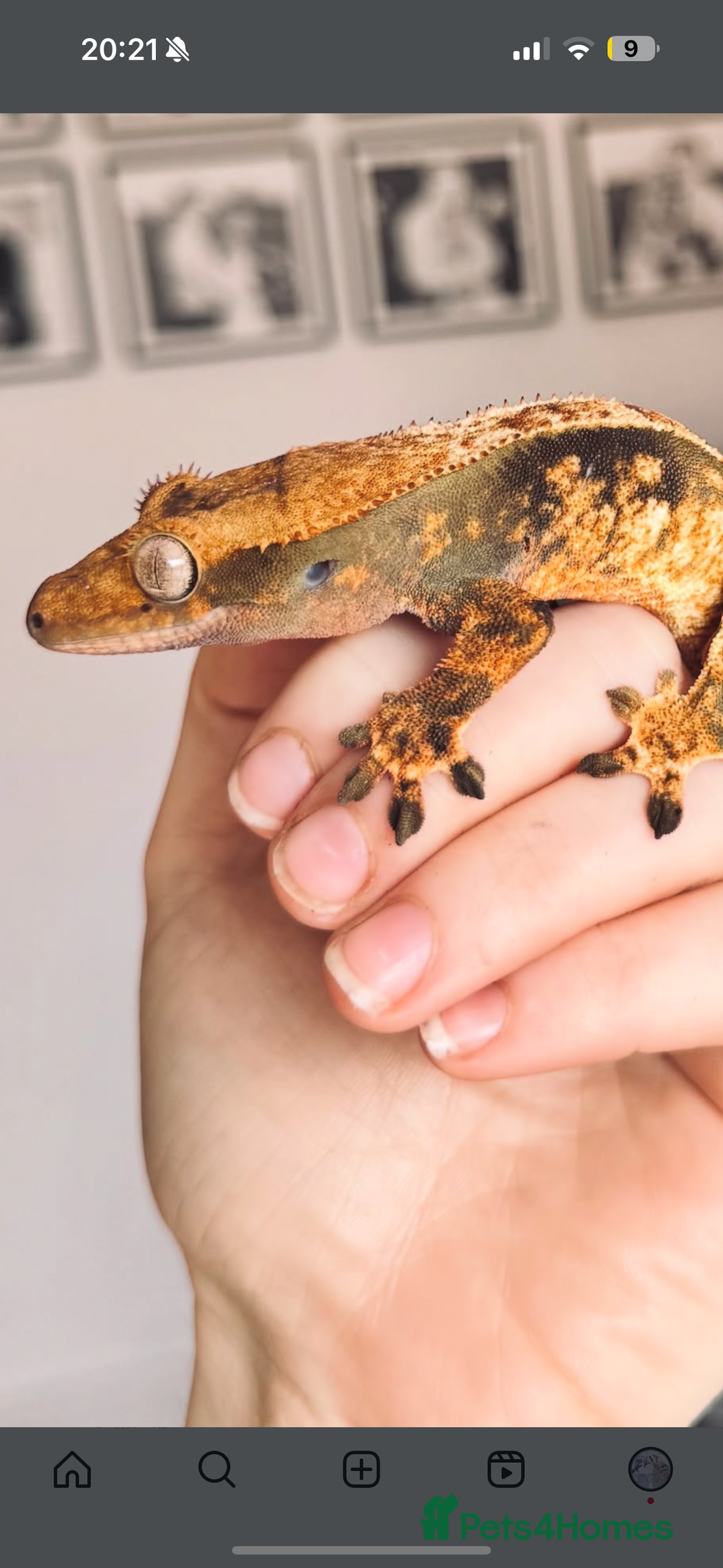Gecko reptiles for sale: Beautiful Female Harlequin/Pinstripe Dal  - Image 6