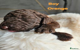 Goldendoodle dogs for sale: Gorgeous Healthy Goldendoodle Puppies - Image 13