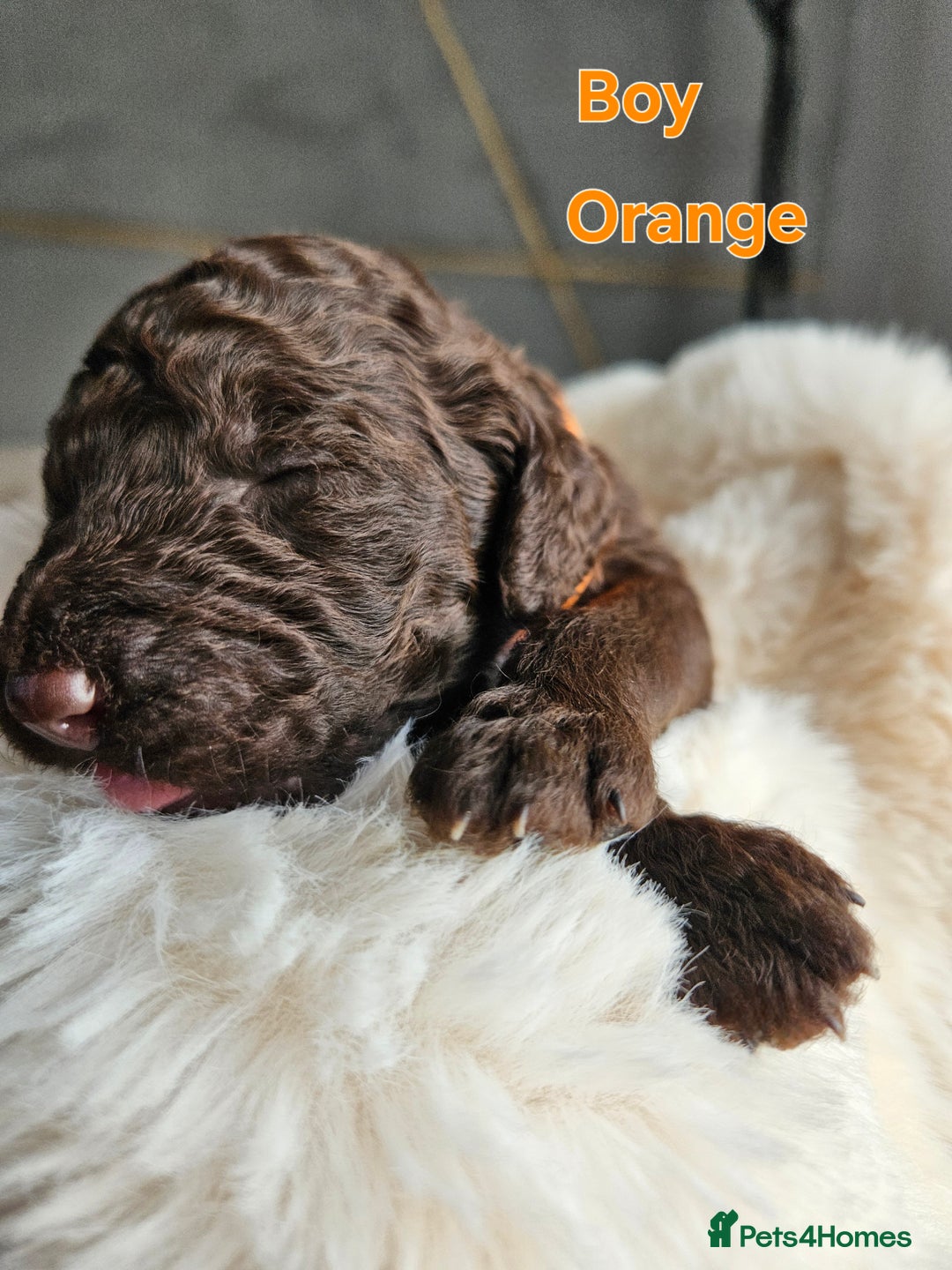 Goldendoodle dogs for sale: Gorgeous Healthy Goldendoodle Puppies - Image 13