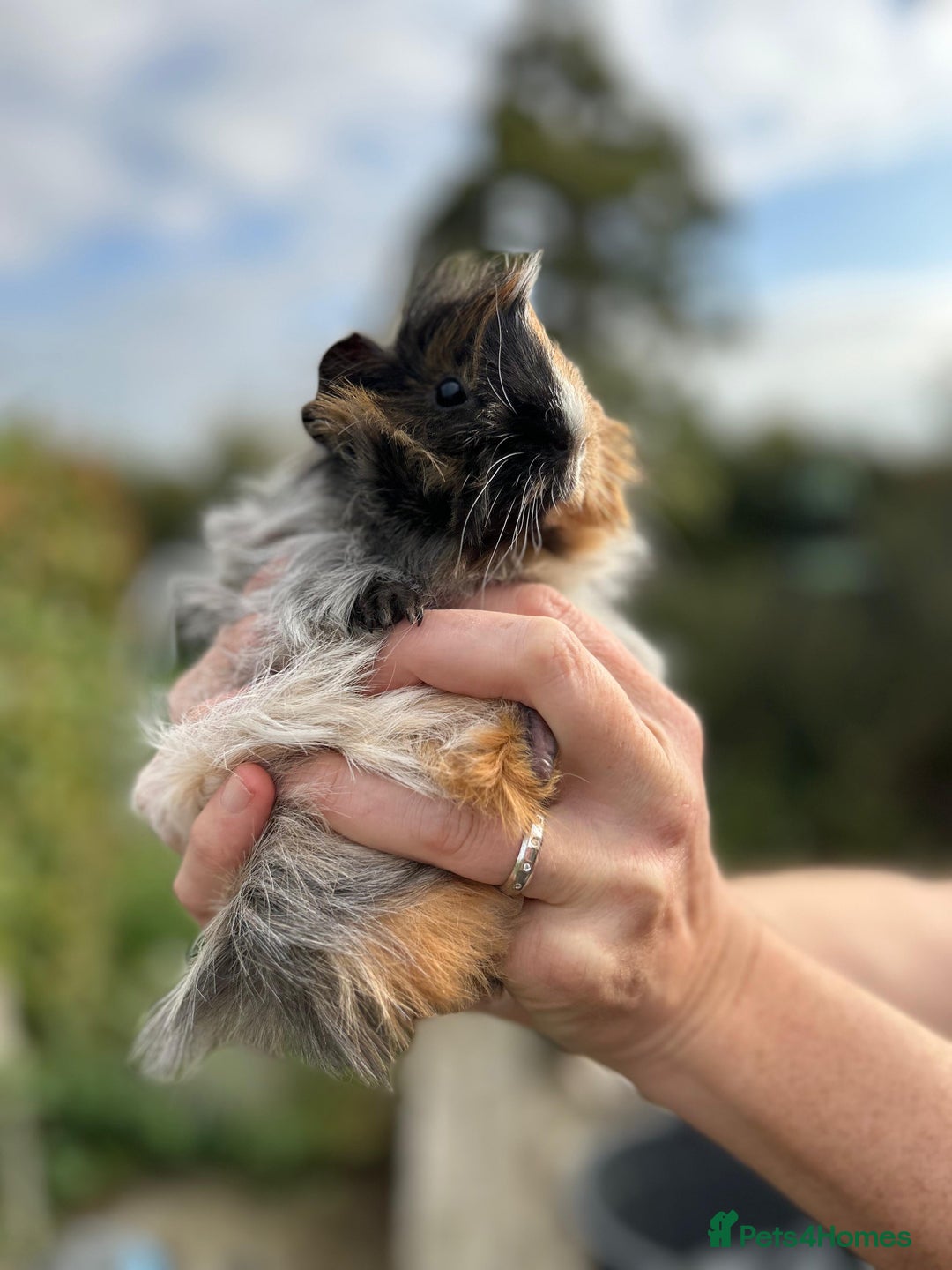 Guinea Pig rodents for sale: Stunning baby guinea pigs  - Image 13