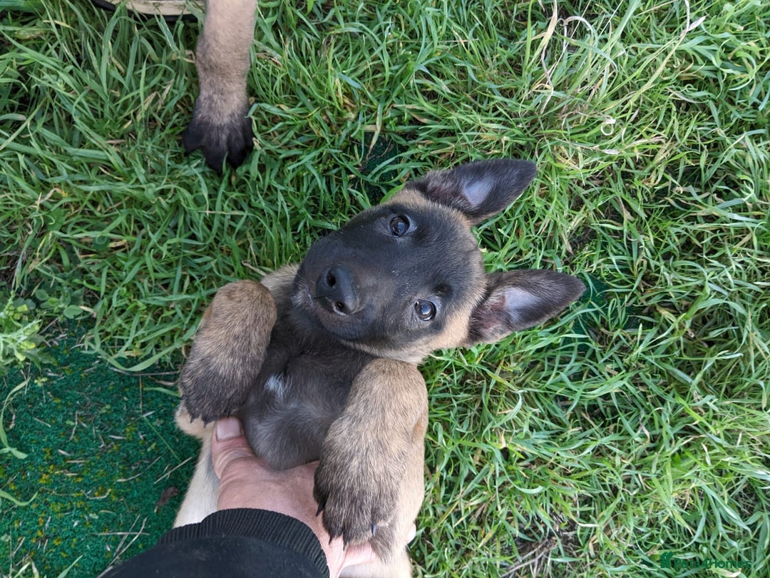 Belgian Shepherd Dog dogs for sale: Belgian Malinois - Advert 16