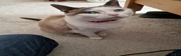 Snowshoe cats for sale: Princess Leia - Advert 1
