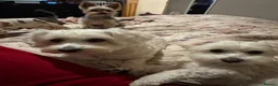 Maltese dogs for sale: Male puppy  - Advert 6