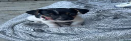 Jack Russell dogs for sale: 🐶 Gorgeous Jack Russell Puppies 🐶 - Advert 10