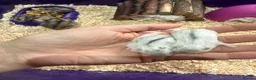 Hamster rodents for sale: 5 russian dwarf hamster pups - Advert 8