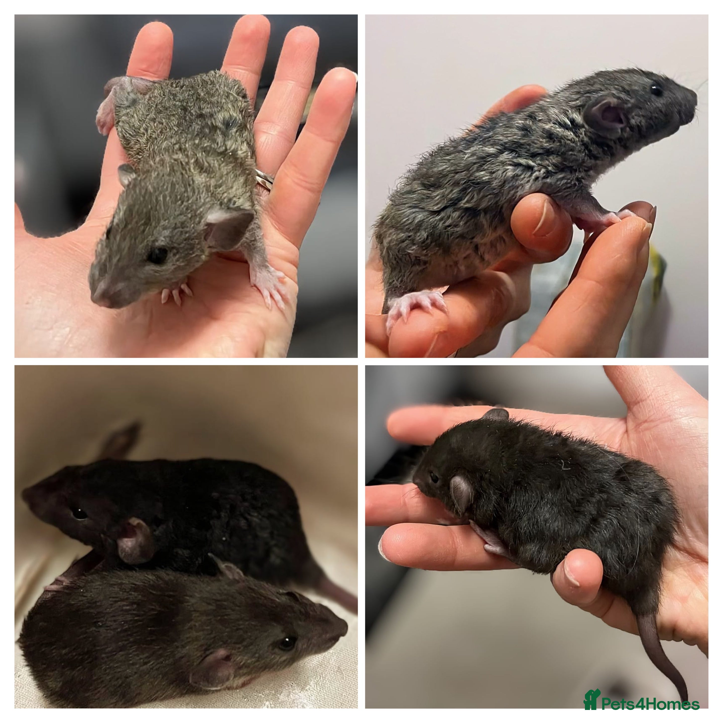 Rat rodents Fancy rat babies  - Advert 9