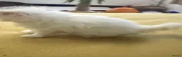 British Longhair cats for sale: Incredible BLH kittens GCCF registered  - Advert 9