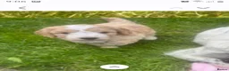 Cockapoo dogs for sale: Cockerpoo puppies. F1 5 boys 2 girls lemon /black  - Advert 2