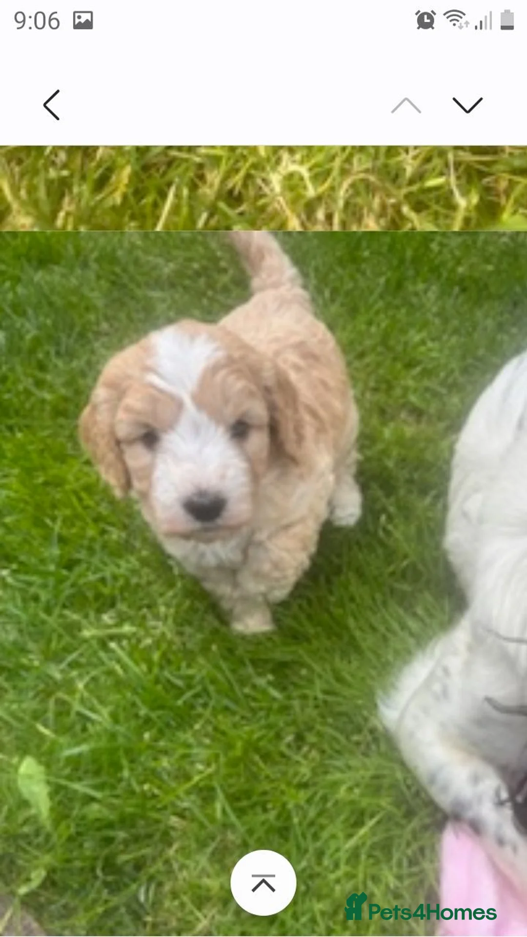 Cockapoo dogs for sale: Cockerpoo puppies. F1 5 boys 2 girls lemon /black  - Advert 2