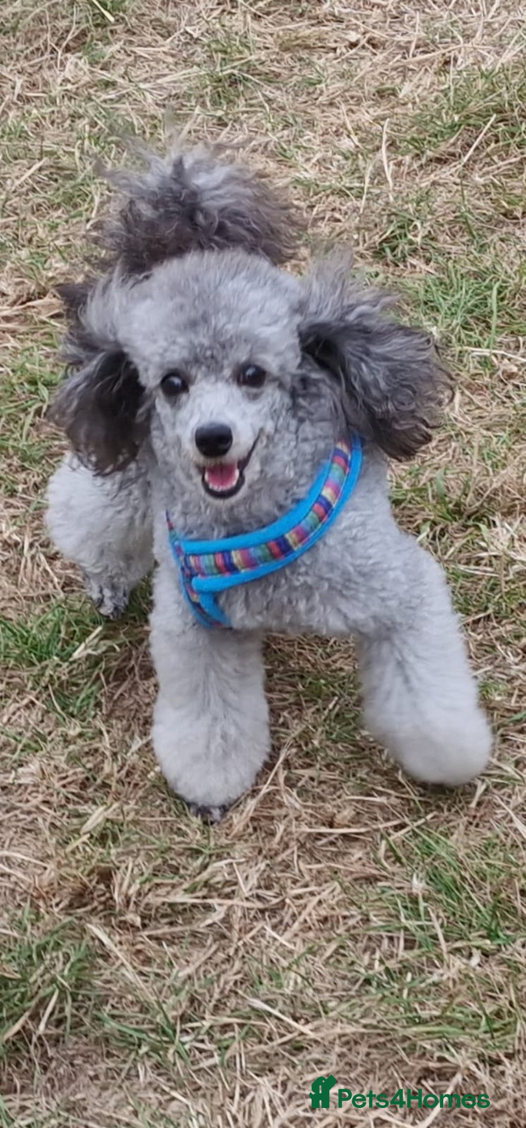 Toy Poodle dogs for sale: Silver K.C Reg neutered male toy poodle 4 year old - Advert 5