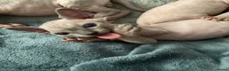 Sphynx cats for sale: Stunning blue sphinx kittens  - Advert 5