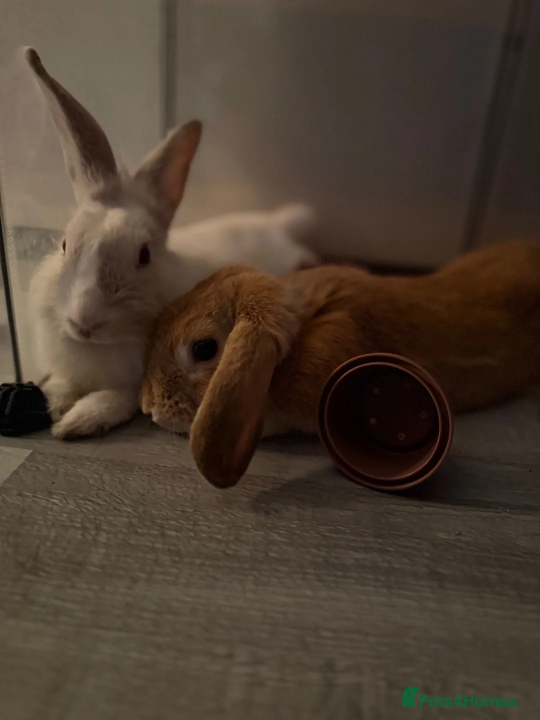 Mixed Breed rabbits for sale: Beautiful Baby Rabbits Ready for Loving Homes 🐰 - Advert 8