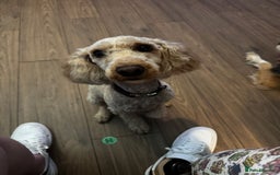Cockapoo dogs for sale: 2.5yr old female cockapoo for sale  - Image 8