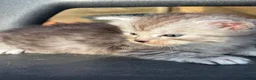Ragcoon cats for sale: 🐾 Adorable RAGCOON Kittens ! 🐾 - Advert 7