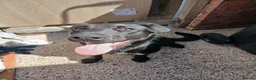Sheprador dogs for sale: 8 month old labradore cross german shepherd  - Advert 1
