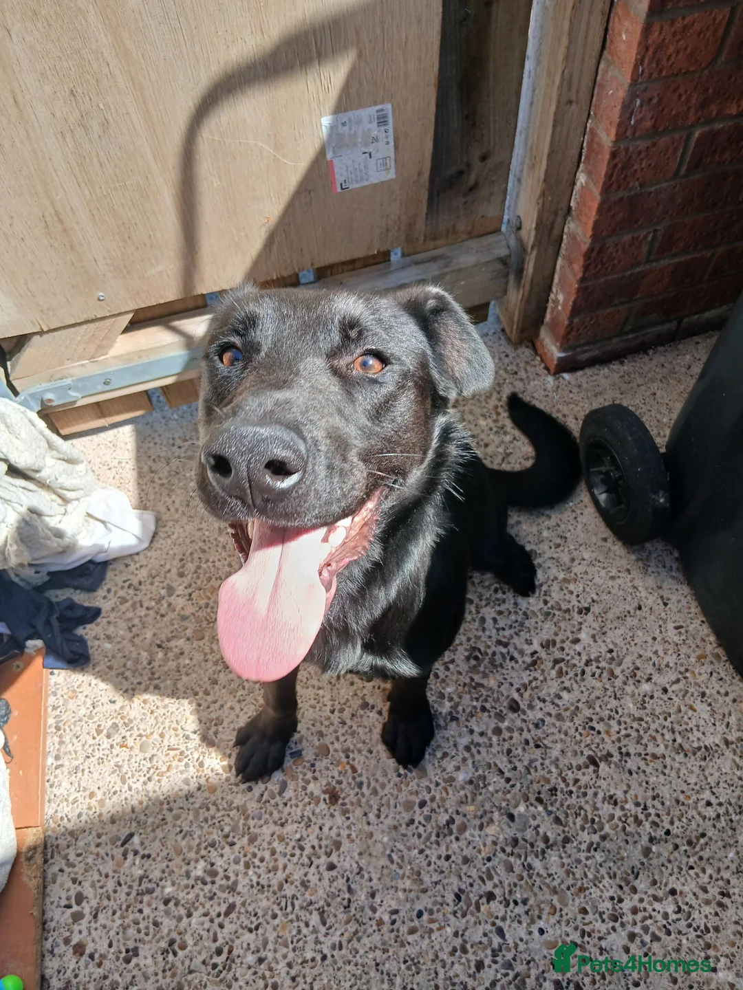 Sheprador dogs for sale: 8 month old labradore cross german shepherd  - Advert 1