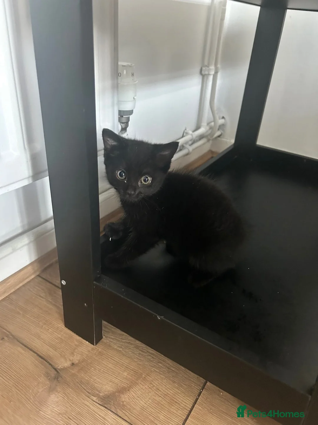 Mixed Breed cats for sale: Kittens  - Advert 2