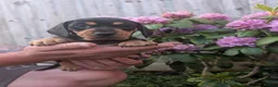 Miniature Dachshund dogs for sale: Miniature dachshund puppies - Advert 15