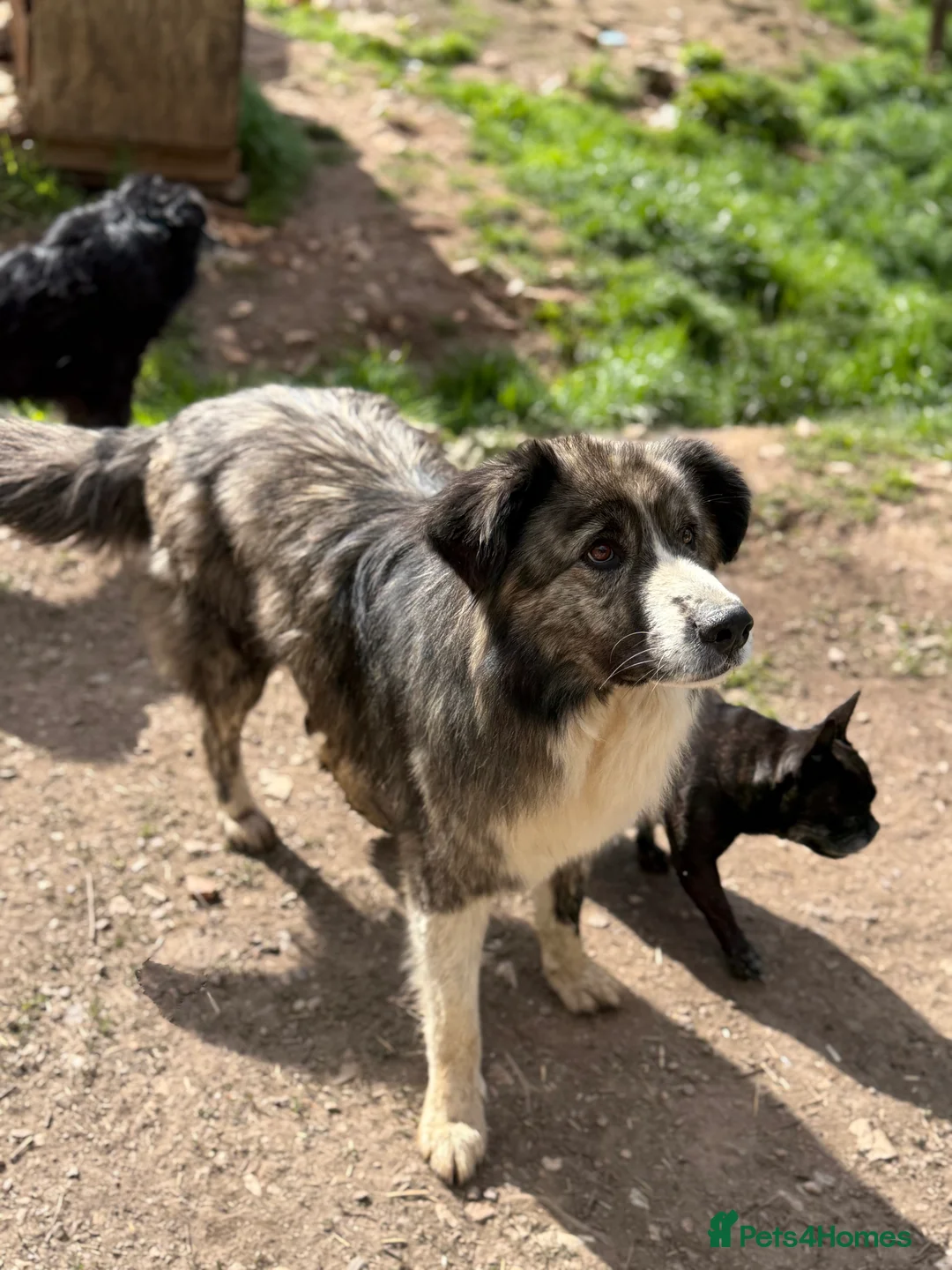 Mixed Breed dogs for adoption: 9 year old Iancu is looking for a home  - Advert 5