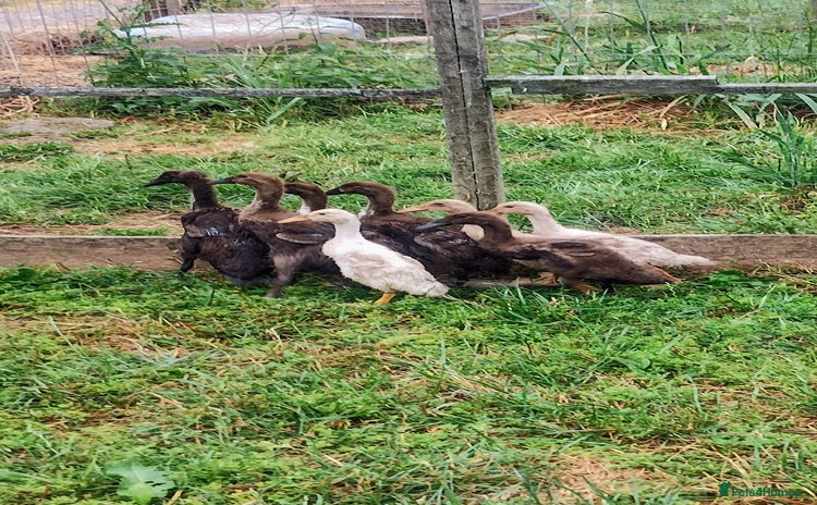 Ducks poultry - Advert 2