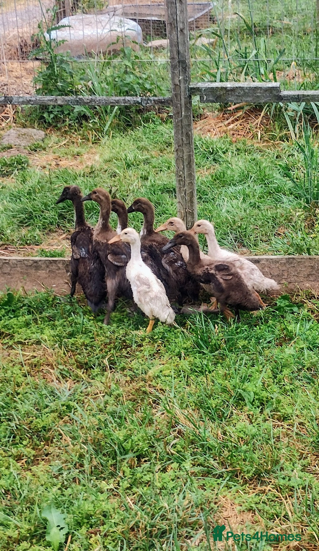 Ducks poultry for sale: Female Indian Runner Ducklings  - Image 1