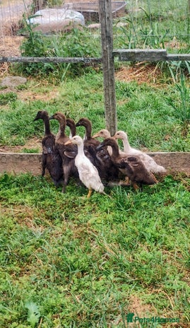 Ducks poultry - Advert 2