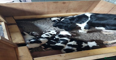 English Springer Spaniel dogs - Advert 12
