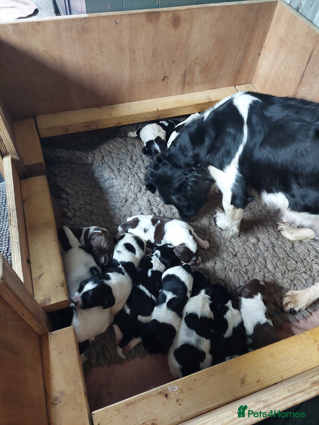 English Springer Spaniel dogs for sale: Quality Spaniel Litter at Sandaharr  - Image 3