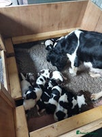 English Springer Spaniel dogs - Advert 11