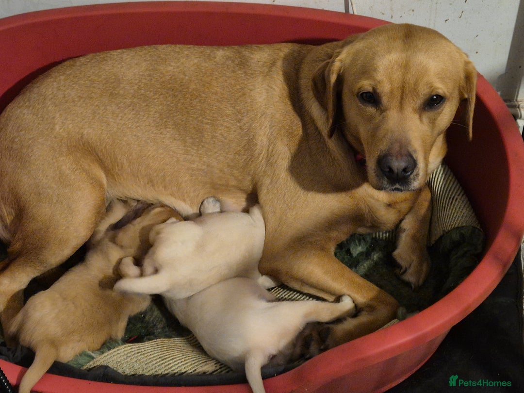 Labrador Retriever dogs for sale: 3 very chunky labrador puppies  - Advert 6