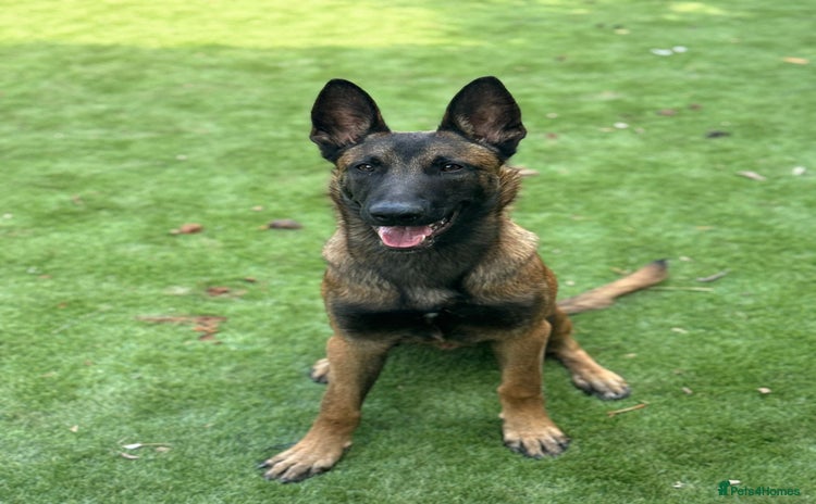 Belgian Shepherd Dog dogs in Walsall - Advert 17