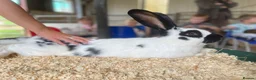 Mixed Breed rabbits for sale: Continental Giant X Giant Papillon Babies  - Advert 8