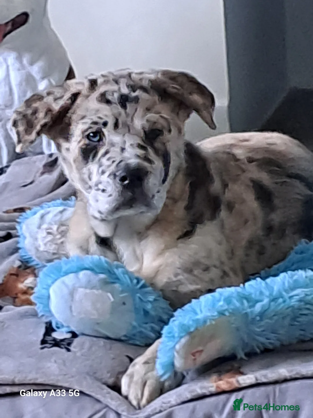 Mixed Breed dogs for sale: 5 month old Marl colour puppy.  - Advert 6