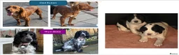 Cocker Spaniel dogs for sale: puppies cocker spaniel worker  - Advert 6