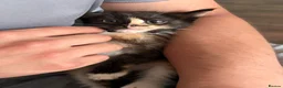 Domestic Shorthair cats for sale: 1 male 2 female kittens ready to go home - Advert 12