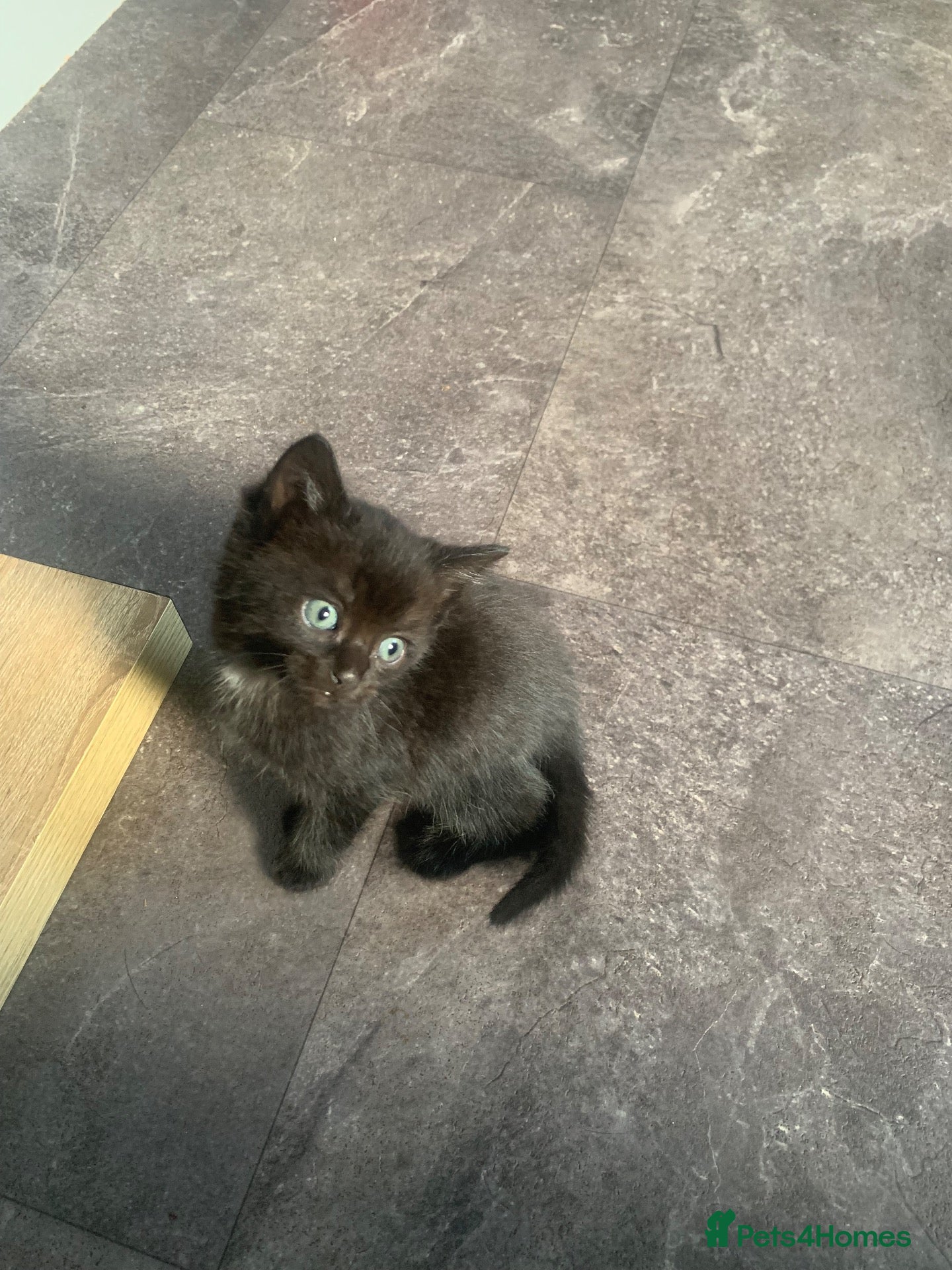 Mixed Breed cats 1 black male ready for his new home !  - Advert 15