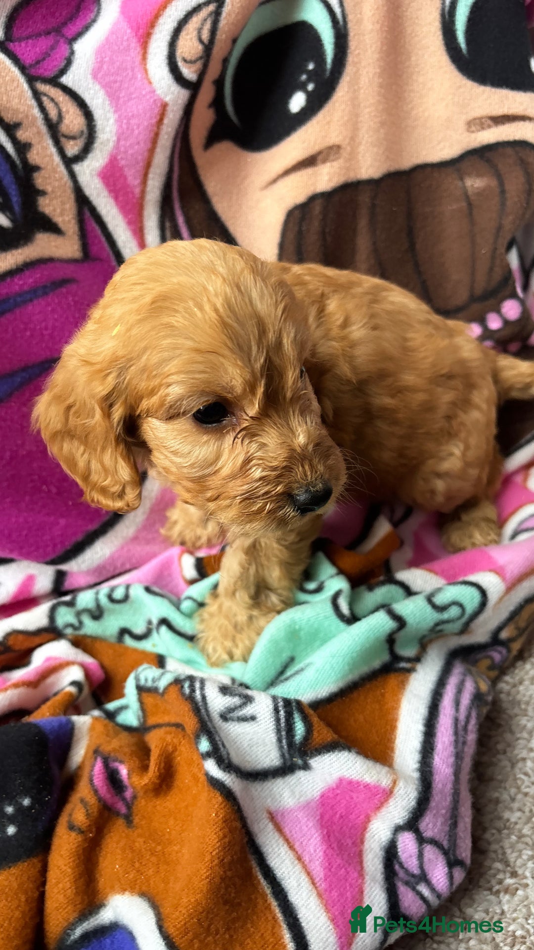 Cockapoo dogs for sale: F1 Cockapoo puppies - Advert 7