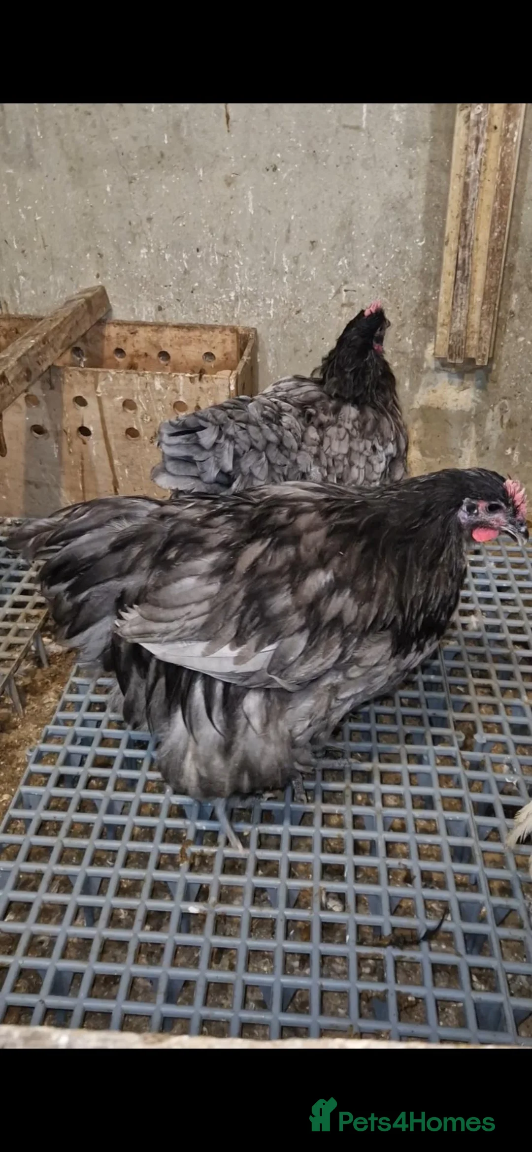 Chickens poultry for sale: Orpington pair  in Barking - Advert 4