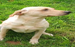 Cockerdor dogs for sale: Gorgeous cockador Puppies - Image 15