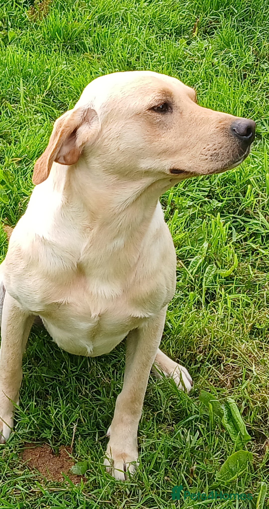 Cockerdor dogs for sale: Gorgeous cockador Puppies - Image 15