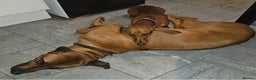 Rhodesian Ridgeback dogs for stud: Pedigree Rhodesian Ridgeback for Stud - Advert 2