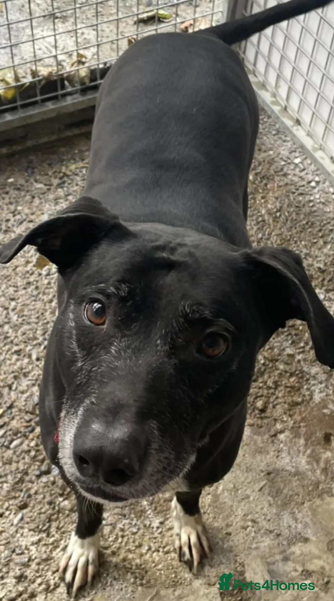 Mixed Breed dogs for adoption: MAX approx 8yr old mixed breed - Advert 2