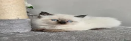 Siberian cats for sale: 🤩Champion bloodlines neva masquerade siberians🤩 - Advert 8