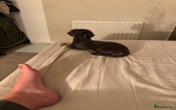 Miniature Dachshund dogs for sale: Kiki mini dash long hair  - Image 5