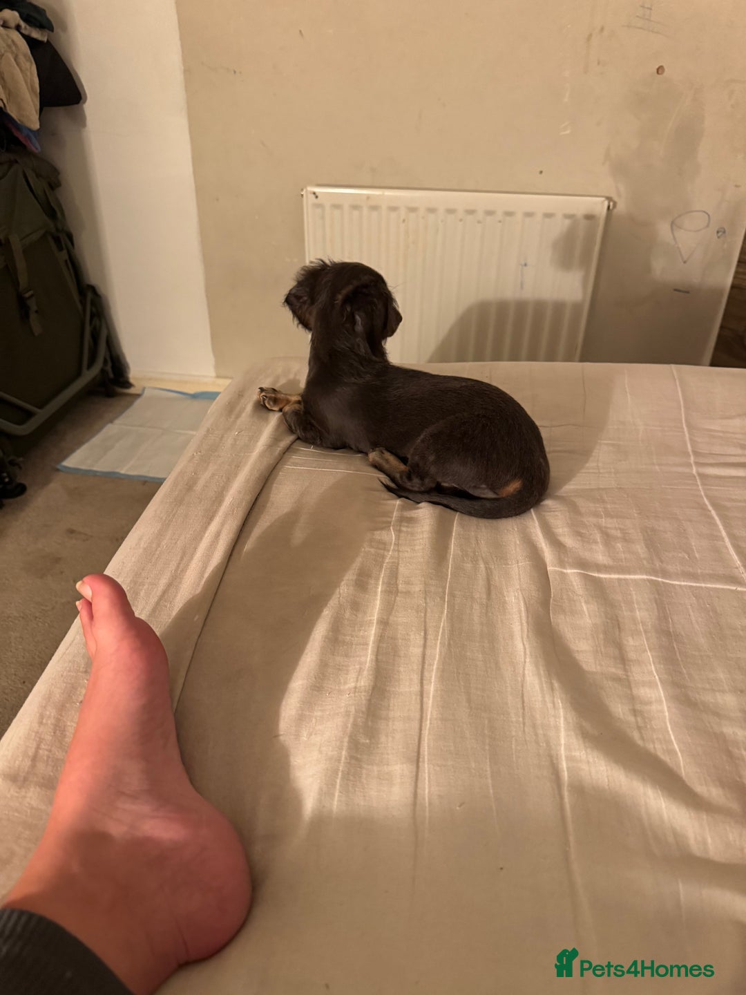 Miniature Dachshund dogs for sale: Kiki mini dash long hair  - Image 5