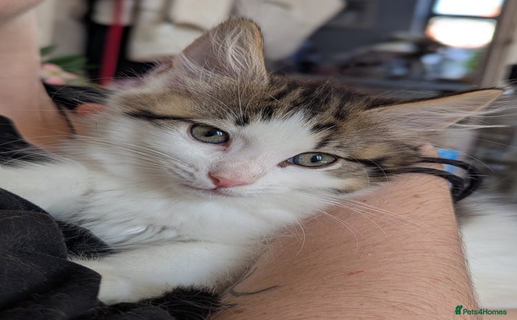 Maine Coon cats - Advert 4