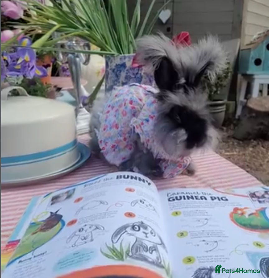Angora rabbits Pure bred Angora Rabbit - Advert 11